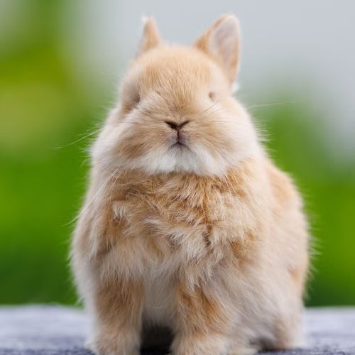 A small fluffy bunny