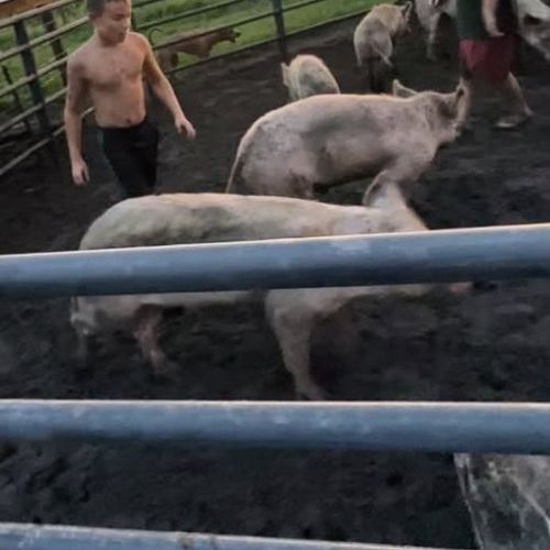 Pigs in their pen on the farm